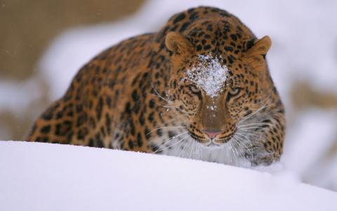 豹子走在雪堆上