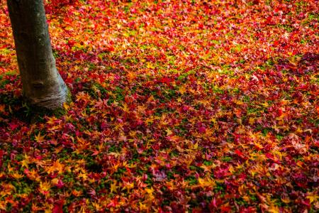 多彩多姿的落叶在秋天的树林