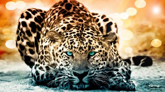 蓝眼睛的美丽的豹子