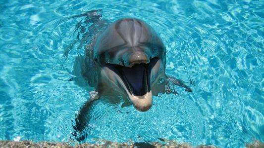 快乐的海豚在游泳池里
