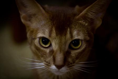 阿比西尼亚猫的眼睛