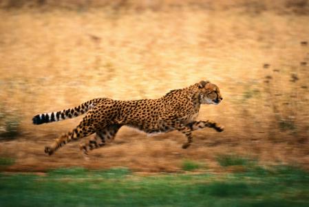 猎豹跑得快