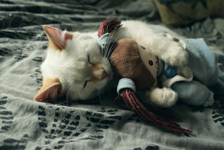 小猫正睡着一个毛绒玩具