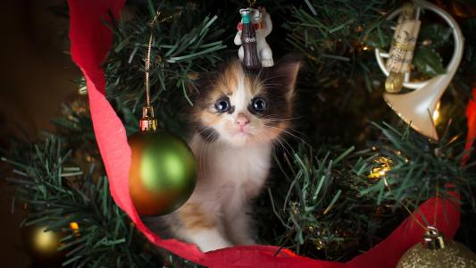 一只可爱的小猫正坐在圣诞节的新年树上