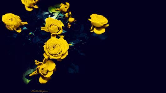 深蓝色背景上的黄玫瑰