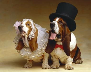 巴塞特猎犬的婚礼