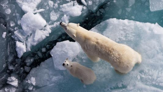 白熊与小熊在浮冰上