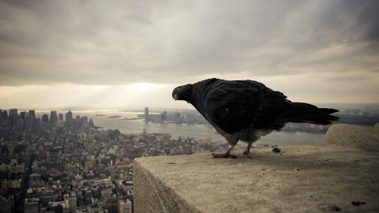 黑色鸽子在城市的背景上