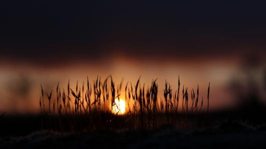 干燥的草茎背景下的夕阳