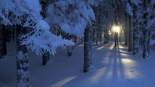 阳光透过冬季森林中的树木