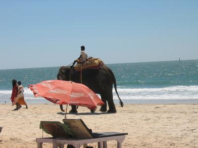 大象在Benaulim的海滩上