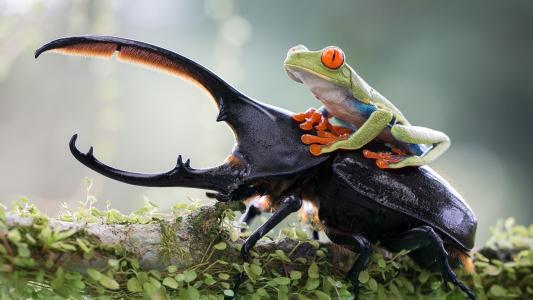 青蛙骑着角甲虫