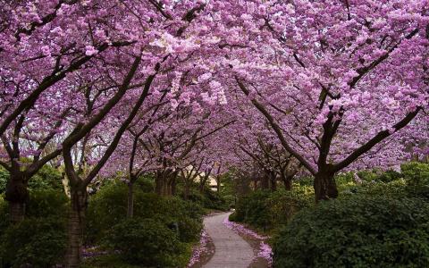 在樱花盛开的花园路径