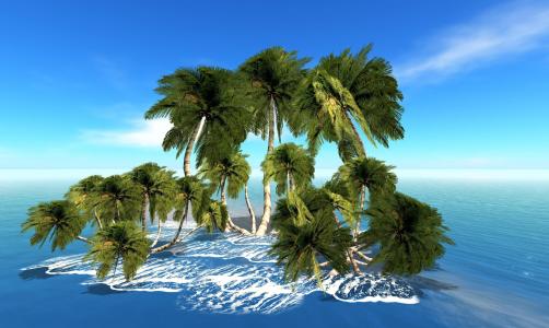 在岛上的棕榈树