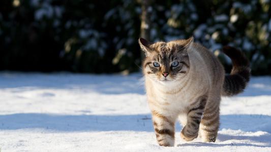猫走过雪