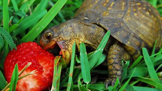 乌龟吃草莓
