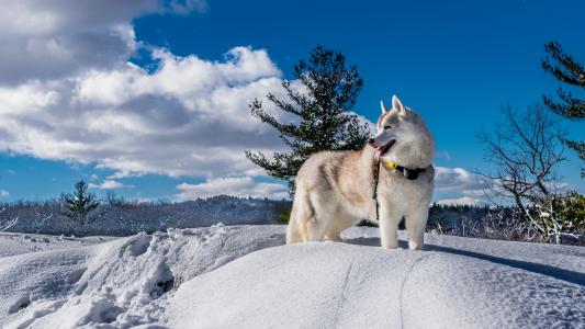 阿拉斯加雪橇犬品种的一只狗站在雪上，对着美丽的天空，云彩