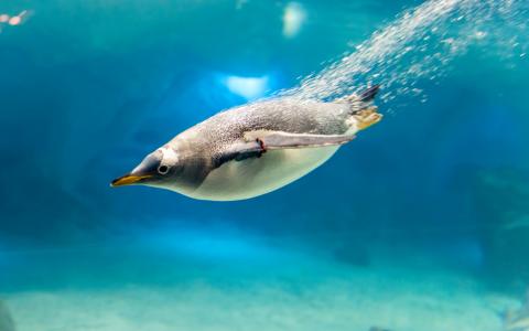 企鹅潜入水中