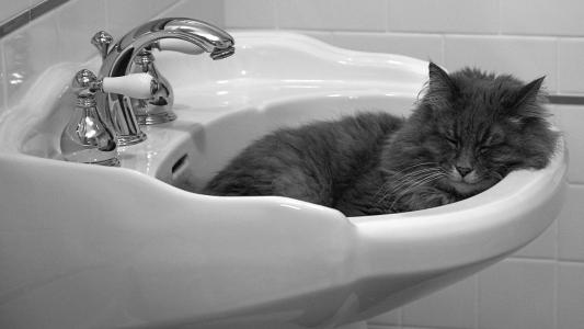 猫平静地睡在水槽里