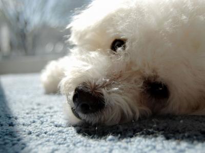 Bichon-frieze狗在地毯上休息