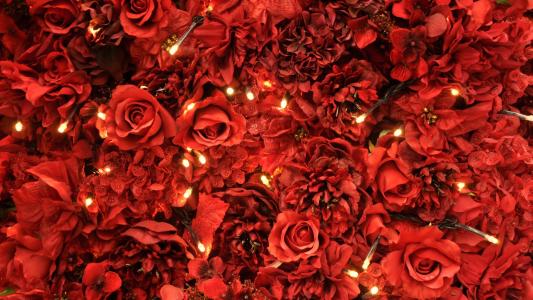 优雅的红玫瑰作为3月8日的礼物