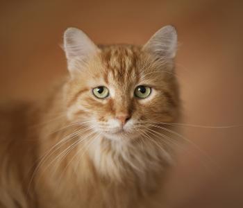 一只红色的猫的肖像