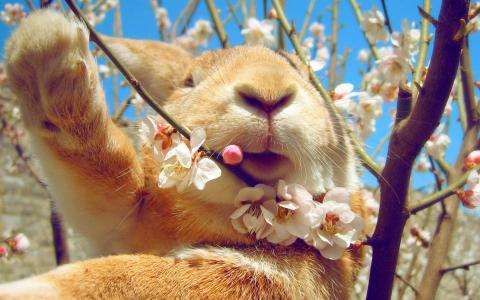 兔子在树上吃花