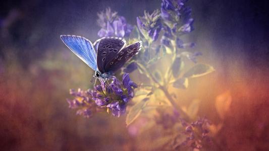 在淡紫色的淡紫色蝴蝶