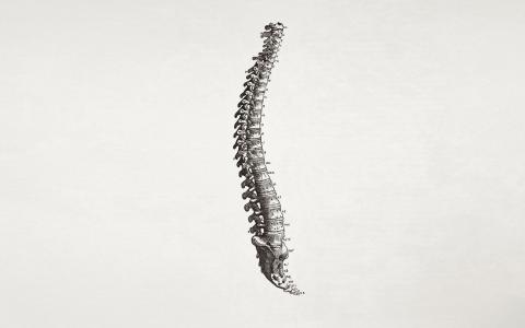 骨头的脊椎，灰色的背景