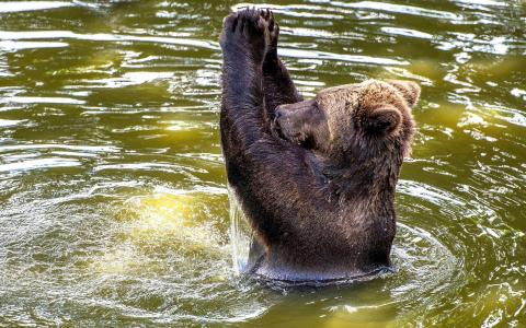 熊沐浴在水中