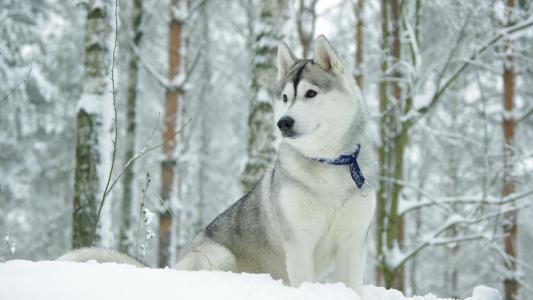 美丽的阿拉斯加雪橇犬