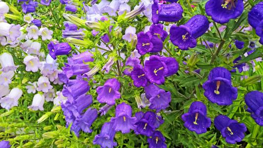 美丽的紫罗兰花铃声在露滴眼液
