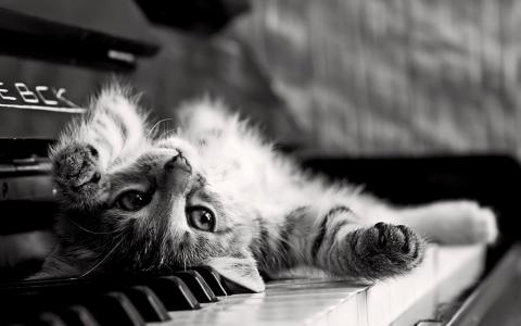 猫把它放在钢琴键上