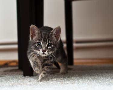 小猫走在地毯上