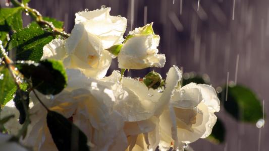 白玫瑰在雨中