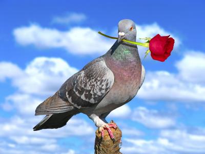 鸽子与情人节玫瑰