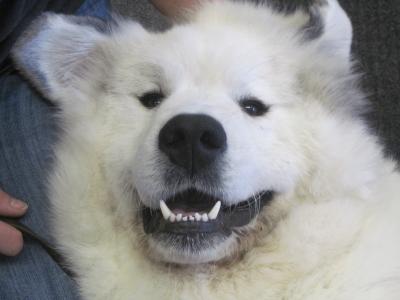 大比利牛斯狗微笑