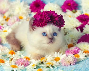 一只可爱的小猫咪在菊花的颜色