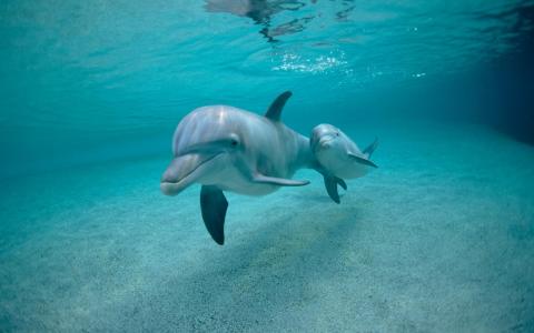 海豚与水下的婴儿