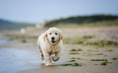 一只金毛猎犬的小狗穿过湿沙
