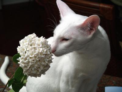 白色东方短发猫