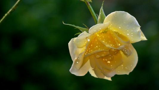 湿黄的玫瑰在绿叶的背景下