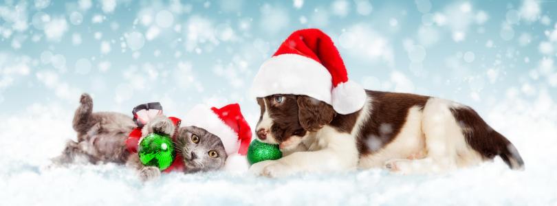 小狗和小猫在新的一年的服装新年