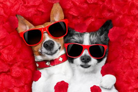 两只品种杰克罗素梗犬和奇瓦瓦狗的红色眼镜躺在红色的花瓣上