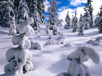 年轻的圣诞树不能在冬季的森林里站立雪
