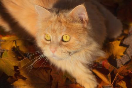 美丽的红色蓬松的猫躺在黄色的草地上