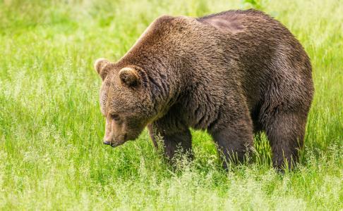 一只大棕熊沿着绿草走