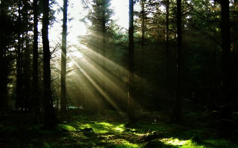 太阳的光芒在黑暗的森林里