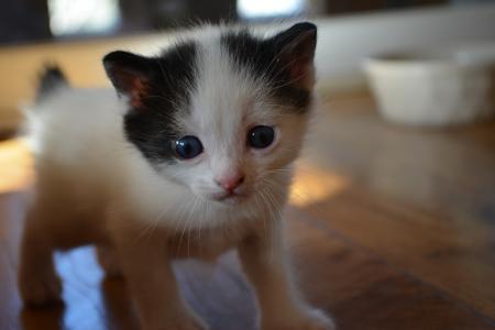 日本短尾小猫的可爱的小猫
