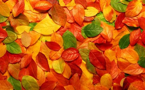 秋天的地毯